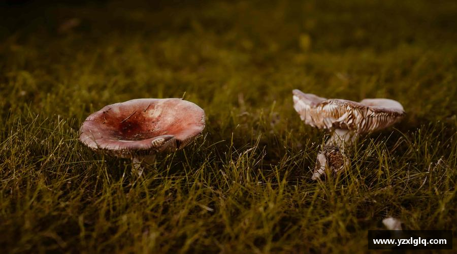 完美体育365平台官网超越自我，荣耀青春